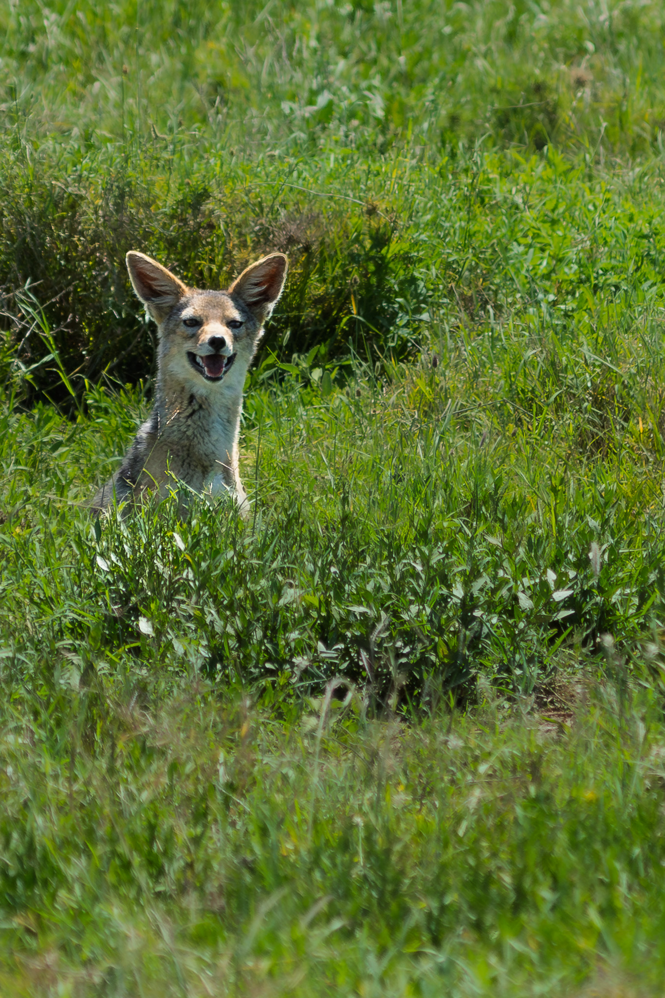 Tanzania 20260325 Zorro orejudo